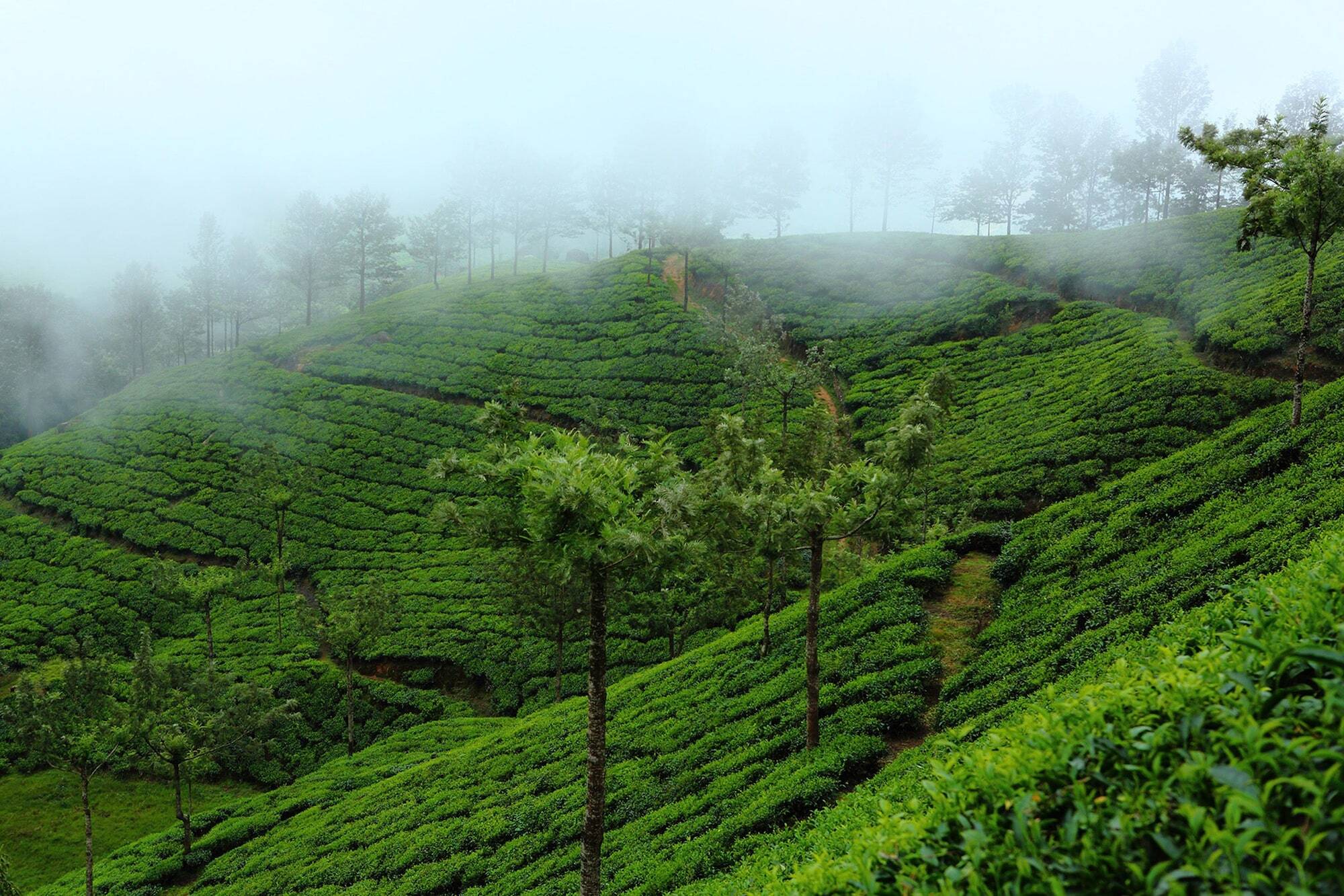 Fort Munnar Chinnakanal Exteriör bild